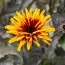Гелиопсис Yellow Spider фото