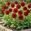 Георгина Red Queen фото