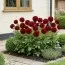 Георгина Red Queen фото