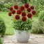 Георгина Red Queen фото