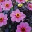 Георгина Topmix Purple фото