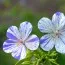Герань Delft Blue Butterfly фото