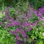 Герань Psilostemon фото