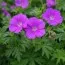 Герань Tiny Monster фото