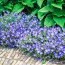 Герань Johnson's Blue фото