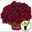 Пеларгония Graziosa Merlot Red фото
