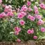Роза Gertrude Jekyll фото