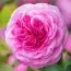 Роза Gertrude Jekyll фото