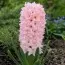 Гиацинт China Pink фото