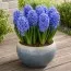 Гиацинт Delft Blue фото