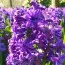 Гиацинт махровый Lili Purple фото