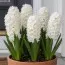 Гиацинт Махровый Snow Crystal фото