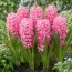 Гиацинт Pink Pearl фото
