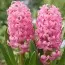 Гиацинт Pink Pearl фото