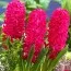 Гиацинт Scarlet Pearl фото