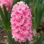 Гиацинт Махровый Spring Beauty фото