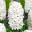 Гиацинт White Lady фото