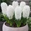 Гиацинт White Pearl фото