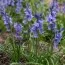 Гиацинтоидес Hispanica Blue фото