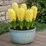 Гиацинт Yellow Queen фото