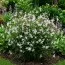 Гилления Trifoliata (Трёхлистная) фото