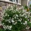 Гилления Trifoliata (Трёхлистная) фото