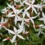 Гилления Trifoliata (Трёхлистная) фото