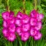 Гладиолус Fairytale Pink (Гигантский цветок) фото