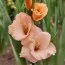 Гладиолус Apricot Beauty фото