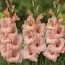 Гладиолус Apricot Beauty фото