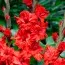 Гладиолус Fire Ruffle фото