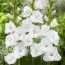 Гладиолус Flevo Snow фото