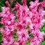 Гладиолус Kingston Ruffle фото