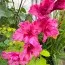 Гладиолус Kingston Ruffle фото
