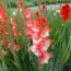 Гладиолус Pink Lady фото