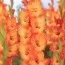 Гладиолус Prince of Orange фото