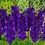 Гладиолус Purple Flora фото