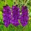 Гладиолус Purple Flora 50 шт/уп фото