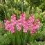 Гладиолус Summer Jewel фото