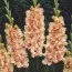 Гладиолус Sunny Ruffle фото