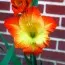 Гладиолус Sunshine фото
