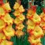 Гладиолус Sunshine фото