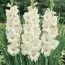 Гладиолус White Prosperity 50 фото