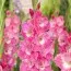 Гладиолус Pink Parrot (Гигантский цветок) фото