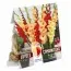 Гладиолус Red, Yellow and Orange (Брендовые луковицы KAPITEYN®) фото