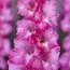 Гладиолус Violet King фото