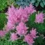 Астильба Gloria Purpurea фото