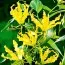 Глориоза Lutea фото