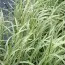 Манник большой Variegata фото