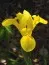 Ирис Golden Beauty фото